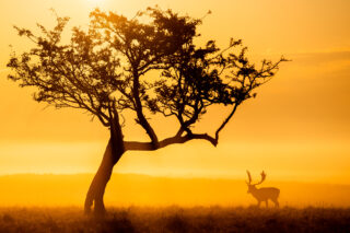 A deer in the Phoenix Park