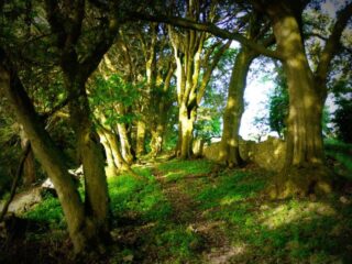 the ringfort amongst the trees