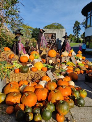 A pile of pumpkins A pile of pumpkins