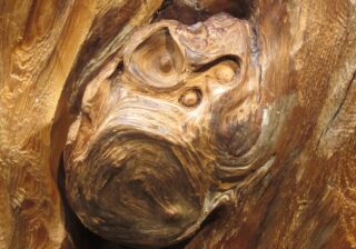Tree bark with a face engraved in it