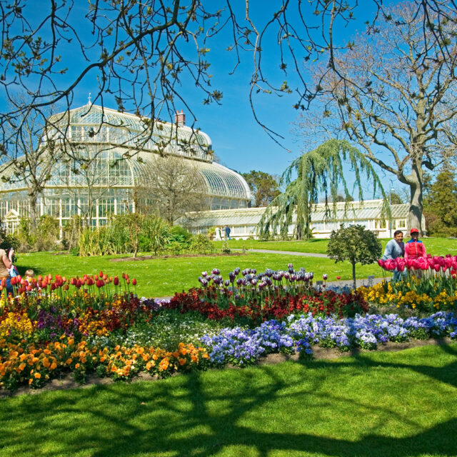 Tree Week: Protecting Ireland’s Forests – priority pests