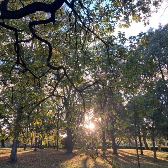 Tree Week: Great Trees of the Botanic Gardens