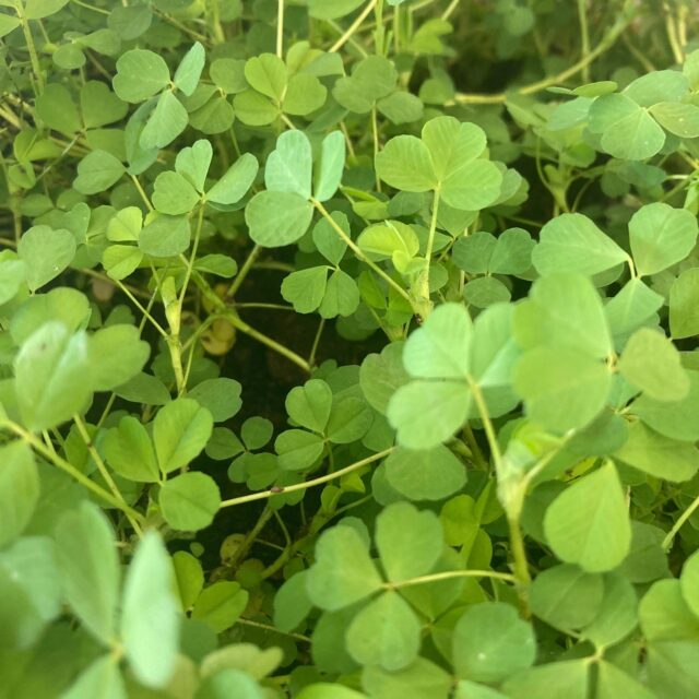 Shamrocks and Shillelaghs