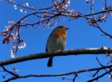 A Robin sits ona branch of a tree