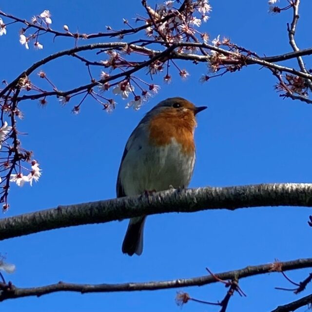 Themed Tour: Birds in the Botanic Gardens