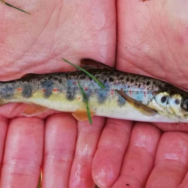 Hands-on Biodiversity: A Series of Fun and Interactive WorkshopsExploring the Aquatic Life of Lough Gill