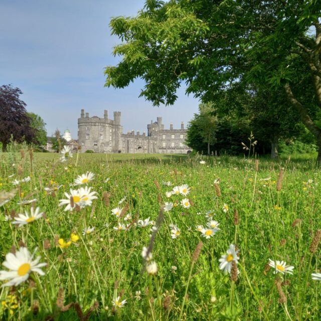Biodiversity Week: Natural Beekeeping