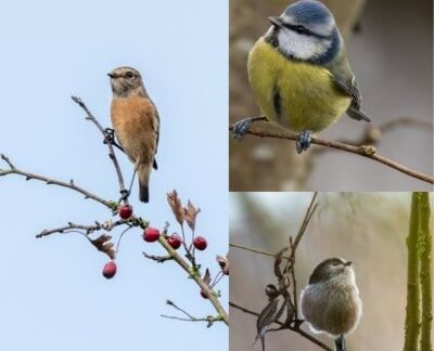 Biodiversity Week: Dusk Chorus