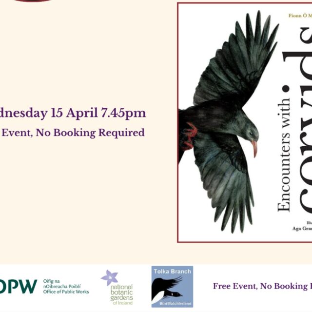 Birdwatch Ireland Monthly Lecture: Encounters with Corvids with Dr Fionn Ó Marcaigh