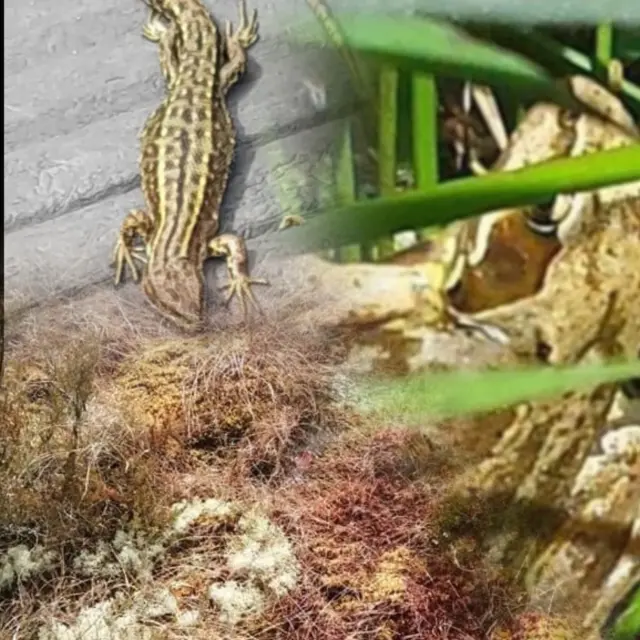 Amphibians vs Reptiles