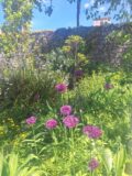 Flowers in a grassy meadow