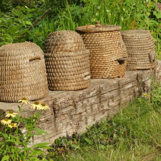 Beekeeping in Medieval and Modern Times