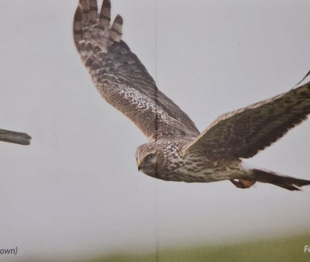 Hen Harrier talk on Scattery Island for National  Biodiversity week 2026