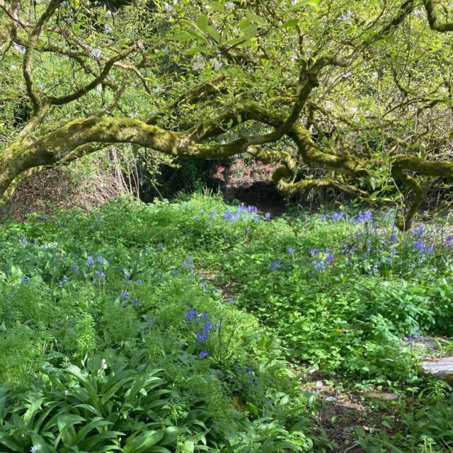 Explore Annes Grove Gardens through a Biodiversity Guided Tour