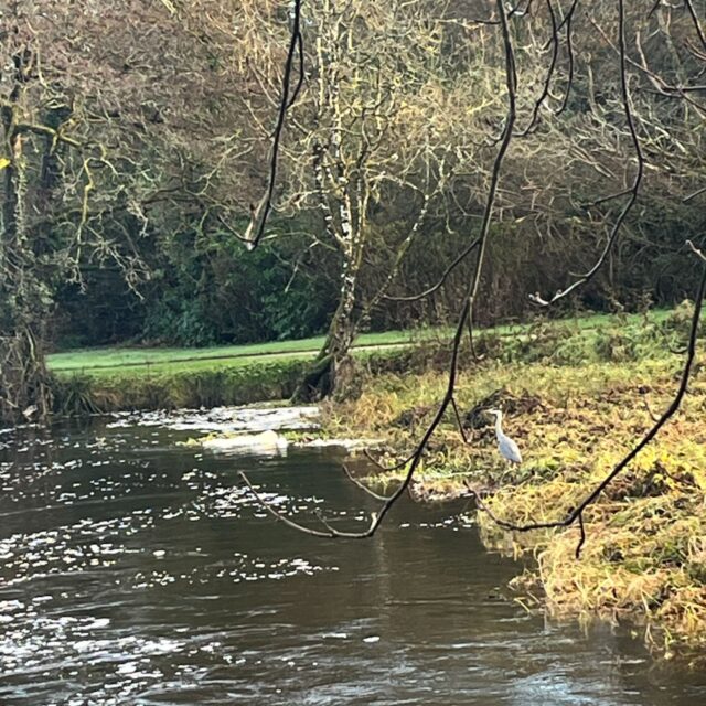 Explore the Biodiversity of Doneraile Park and Surrounds