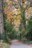Picture of trees in a park