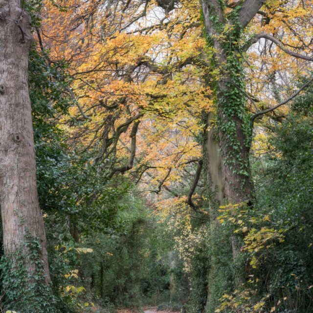 Guided Walk Focusing on the Native Trees of St Enda’s Park