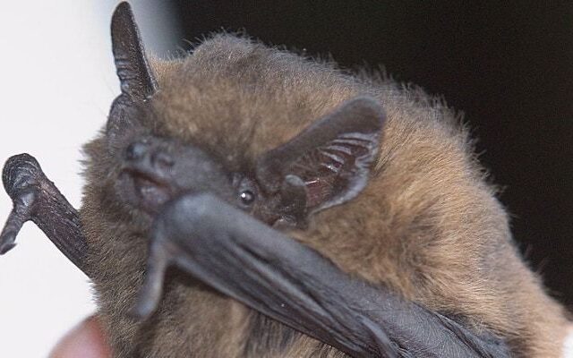 Biodiversity Week- Discussion on Bats at Dunmore Cave