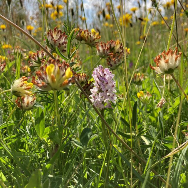 Solstice Wildflowers