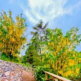 A walkway with seasonal trees