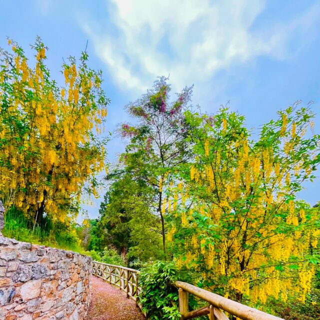 A walkway with seasonal trees