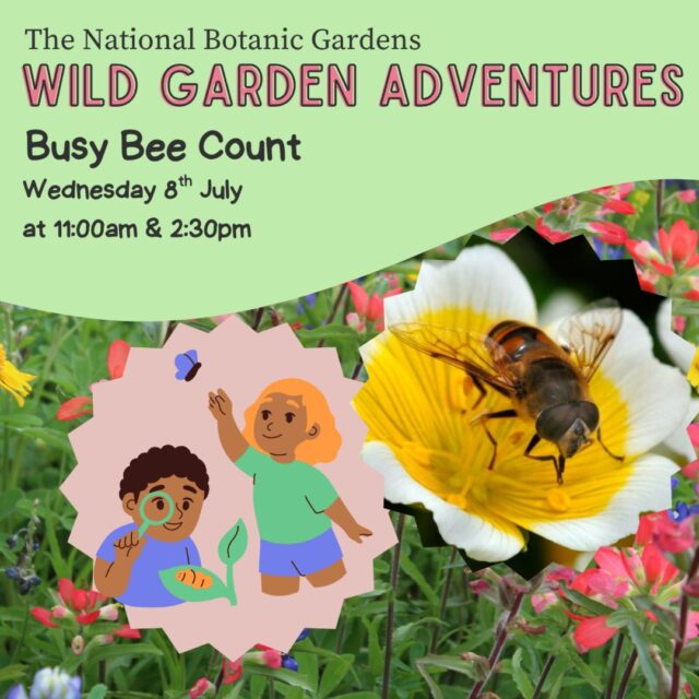 Wild Garden Adventures: Busy Bee Count