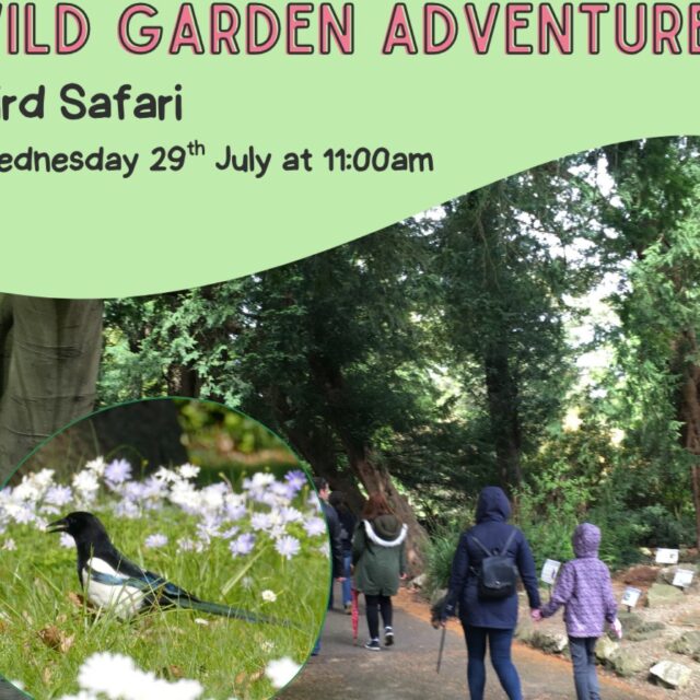 Wild Garden Adventures: Bird Safari