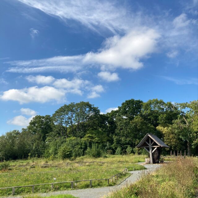 Wildflowers: The Accidental Garden