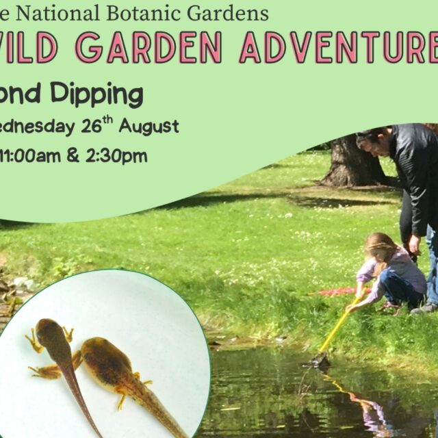 Wild Garden Adventures: Pond Dipping