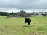An Abbey in a field behind a cow
