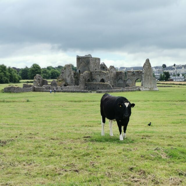 Guided Tour of Hore Abbey