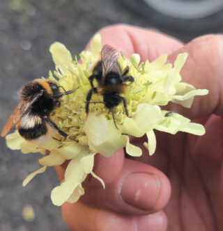 bees on a flower, held in someone's hand