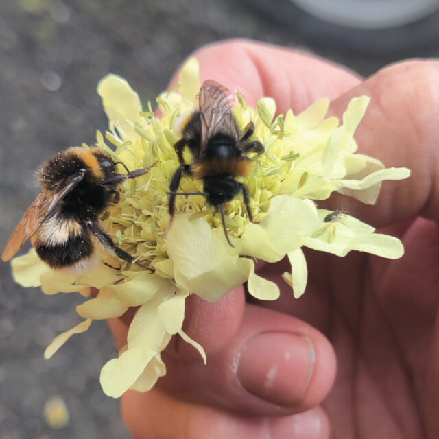 Meet the beekeeper