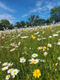Long flowers and grass
