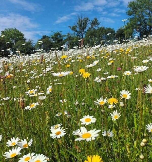 Long flowers and grass