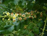 small yellow and orange flowers among green vines