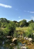 a scenery of plant-life and shrubbery with a small stream