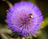 image of a bee on a round purple flower