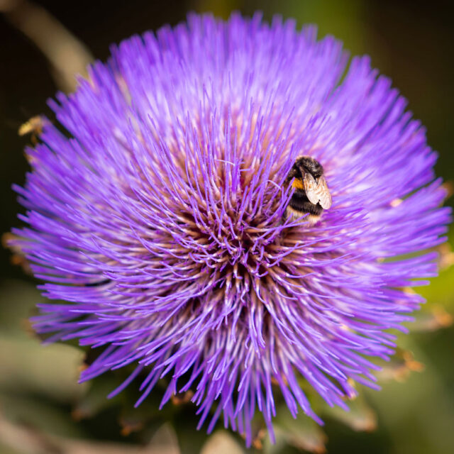Biodiversity: protecting our native species at Annes Grove Gardens