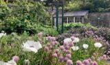 wildflowers growing in a garden