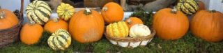 various sized pumpkins lined in a row