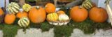 A display of Pumpkins.