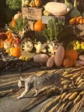 A Haloween display of pumpkins